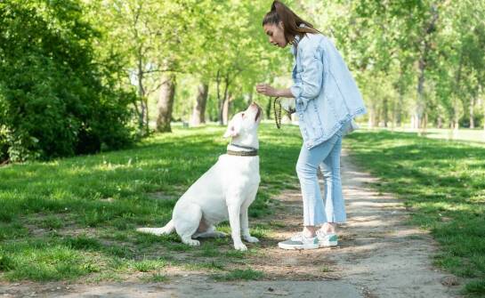 Podstawowe zasady współpracy z behawiorystą dla psa