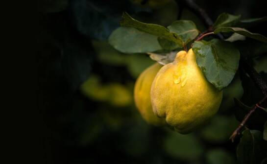 Jakie gleby są najlepsze do uprawy pigwowców?