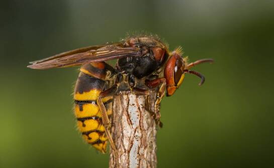 Co zrobić, gdy zauważymy szerszenie w pobliżu naszego miejsca zamieszkania?