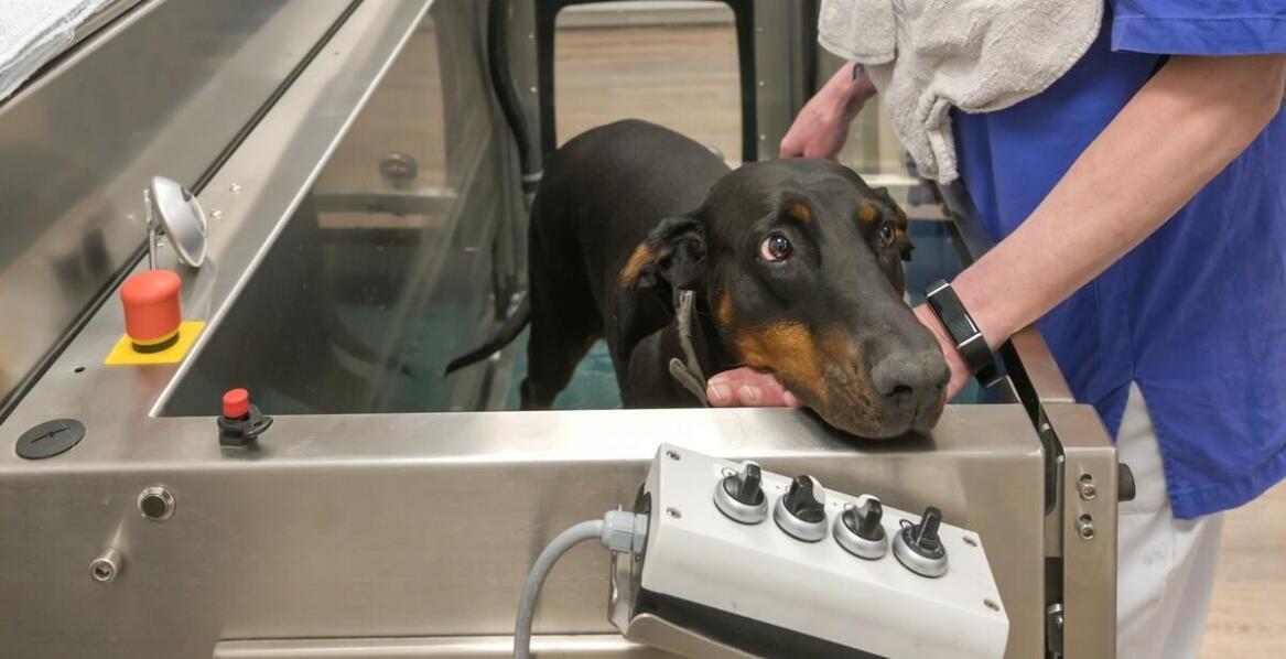 Fizyczna rehabilitacja jako wsparcie zdrowia zwierząt w Elblągu