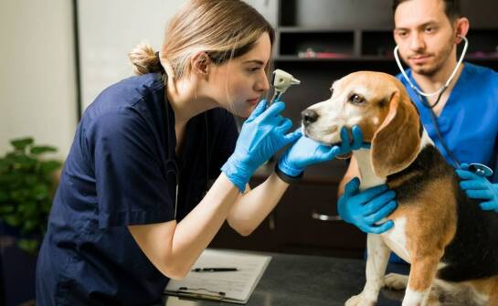 Najczęstsze mity na temat kastracji zwierząt – co jest prawdą?