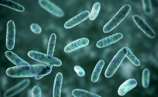 Jakie bakterie szczepów regulują perystaltykę jelit u dorosłych?