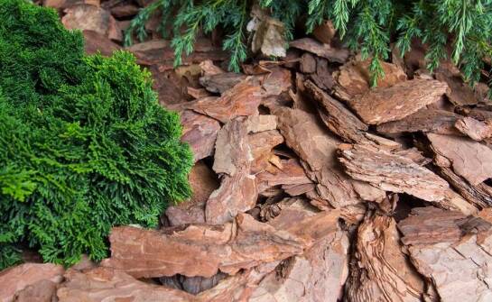 Zastosowanie drzewnej kory w ogrodnictwie – kluczowe zalety
