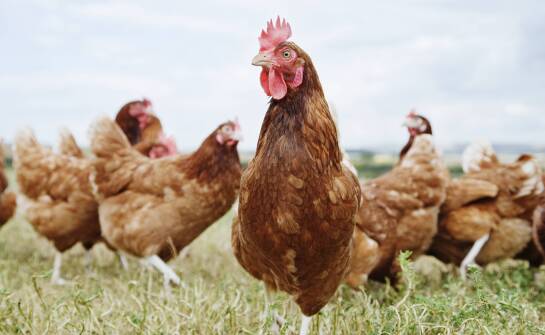 Jaka maszyna do skubania drobiu zapewni wydajność 6000 szt./h?