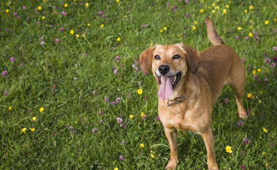 Jak dopasować dysk do indywidualnych potrzeb dla małych psów?