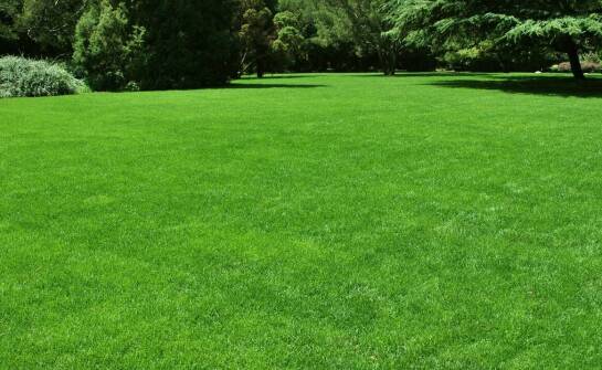 Trawa z rolki a minimalne wymagania dotyczące pielęgnacji: co warto wiedzieć?