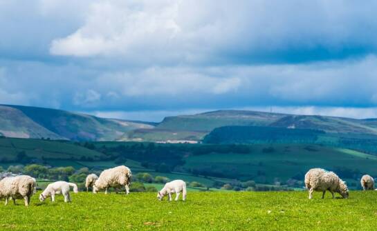 Jakie są zalety stosowania panelowych ogrodzeń na terenach rolniczych?