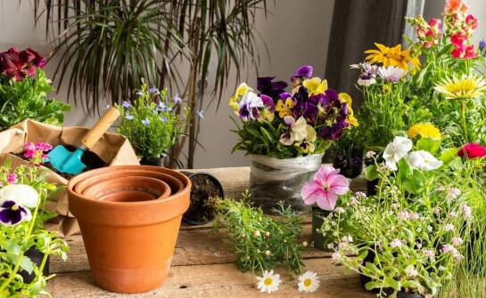 Wpływ wielkości plastikowych doniczek na zdrowie roślin