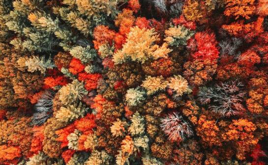 Jakie ozdobne krzewy są najlepsze do jesiennych nasadzeń?