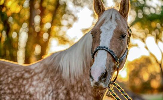 Jakie cechy powinno mieć idealne wędzidło dla młodych koni?
