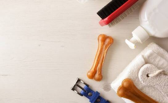 Jakie cechy powinny mieć bezpieczne i trwałe zabawki dla psów?