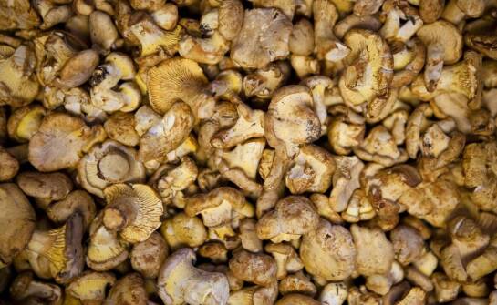 Why is it worth investing in wholesale cooperation with a market leader in mushrooms?