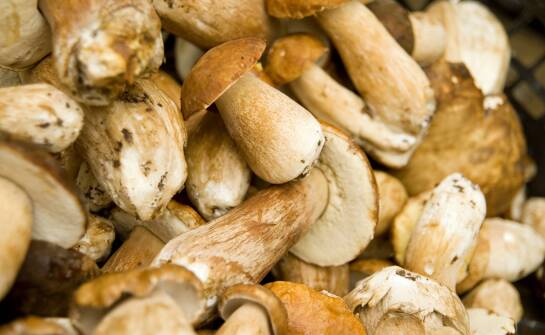 Benefits of flexible mushroom deliveries for a professional kitchen