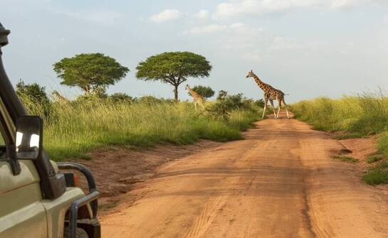 Wyjazd na safari: Spotkanie z "Wielką Piątką" dzikiej natury