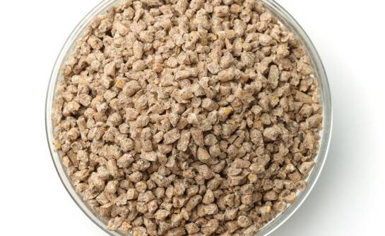 Jak dieta oparta na karmie Acana dla psa wspiera odporność?