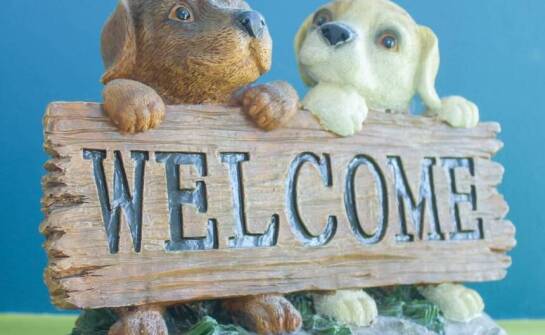 Korzyści z indywidualnego podejścia do każdego psa w hotelu dla psów