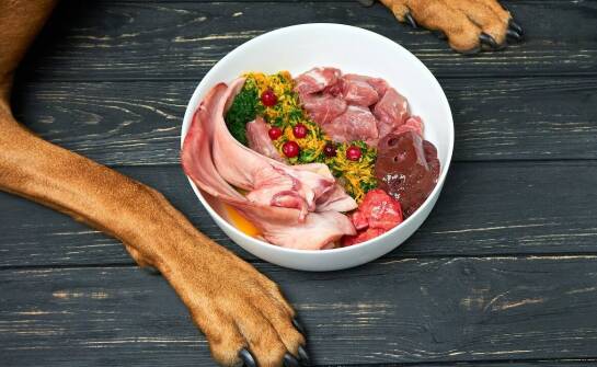 Dieta dla małych ras psa – jakie są jej specyficzne wymagania?