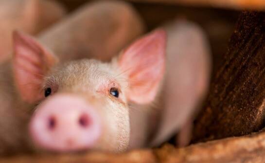 Jakie są najnowsze trendy w projektowaniu rusztów dla trzody chlewnej?