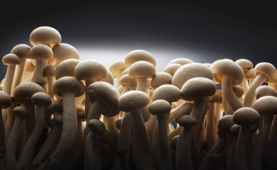 Diversity of mushroom species as an asset for restaurants