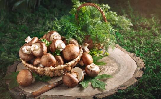 Why choose a wholesale mushroom supplier for a diverse culinary offering?
