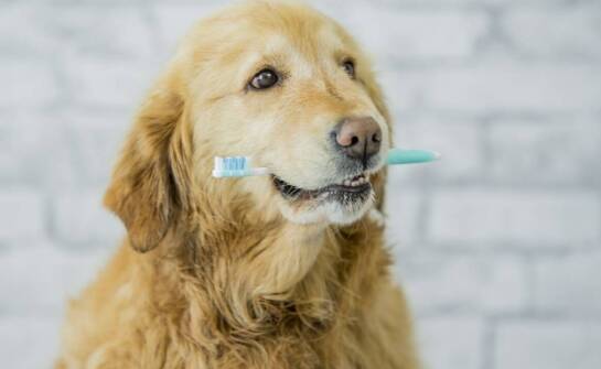 Edukacja właścicieli na temat pielęgnacji zębów ich pupili