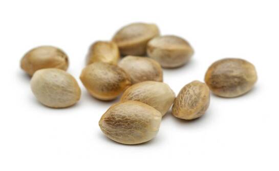 Dlaczego warto zwracać uwagę na certyfikaty przy zakupie tanich marihuany nasion?