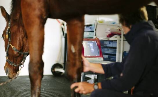 Jak nowoczesna diagnostyka chorób u koni wpływa na skuteczność leczenia i profilaktyki?
