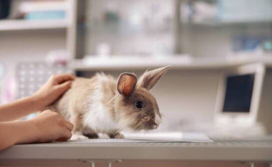 Rola weterynarza w leczeniu i pooperacyjnej rehabilitacji zwierząt