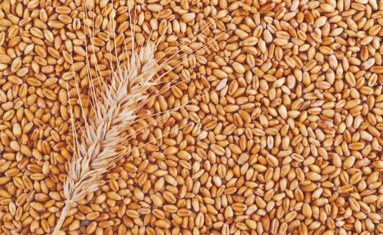 Jak zmiany klimatyczne wpływają na wybór zbóż nasion?