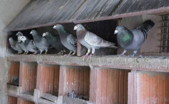 Jak przygotować gołębi stado do masowych szczepień?