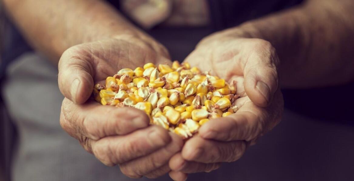 Dopasowanie siewnych materiałów do specyficznych potrzeb rolnego gospodarstwa