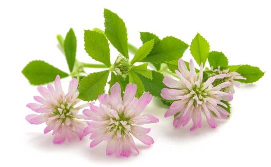 Jak ekstrakt z łopianu wzmacnia zniszczone i łamliwe włosy?