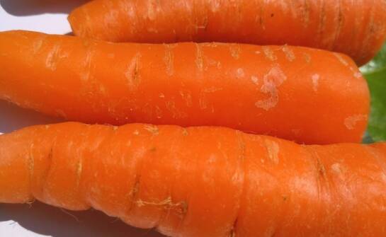 Jak mycie i szczotkowanie wpływa na atrakcyjność marchwi w hurcie?