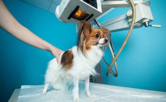 Kiedy niepokojące objawy u psa lub kota wymagają pilnej konsultacji w przychodnia weterynaryjna?