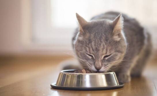 Zalety stosowania karmy Naturea w diecie kotów z wrażliwym układem pokarmowym.