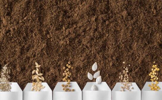 Nasiona warzyw: jak wybrać najlepsze produkty dla ogrodników profesjonalnych?