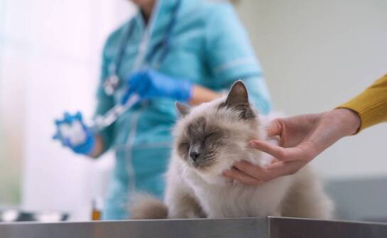 Jak odpowiednia pooperacyjna opieka wpływa na zdrowie kota po zabiegach?