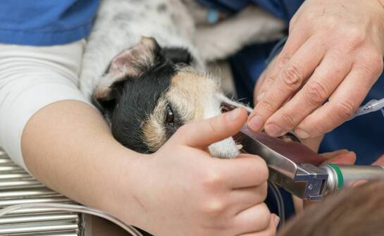 Znaczenie profilaktyki w utrzymaniu zdrowia jamy ustnej u domowych zwierząt