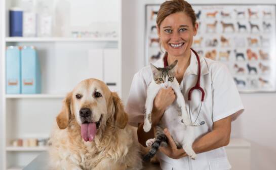 Jakie są korzyści z wystawiania paszportów dla zwierząt w klinice weterynaryjnej?