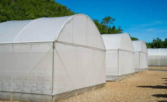 Znaczenie zbrojonej folii na tunel w ochronie upraw przed szkodnikami