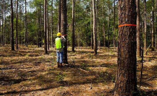 Nowoczesne technologie w wycince i pomiarach drzew