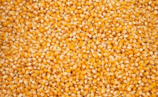Wybór nasion - klucz do sukcesu w uprawach kukurydzy