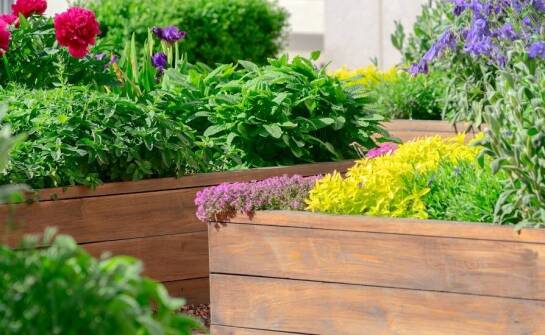 Wybór nasion jednorocznych i wieloletnich kwiatów dla miejskich ogrodów