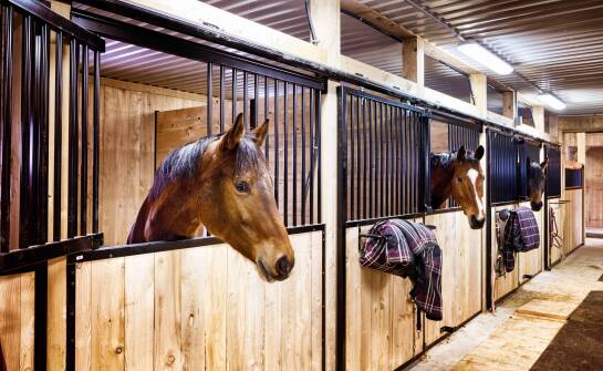 Najlepsze wyposażenie stajni dla komfortu koni i wygody dla jeźdźców