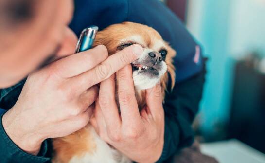 Najlepsze techniki szczotkowania psich zębów przy użyciu specjalistycznej pasty