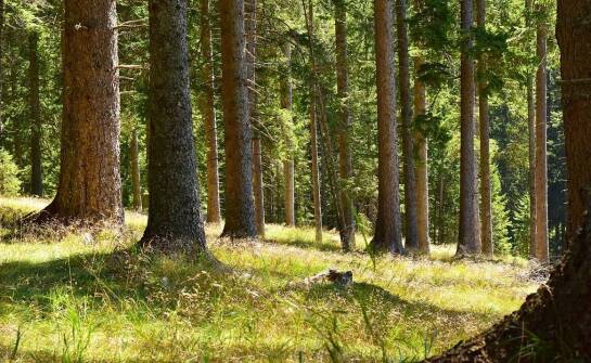 Jak zapewnić ochronę przyrody podczas wycinki drzew?