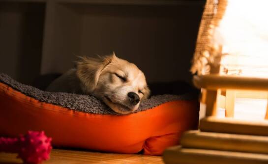 Jak nasz hotelik dla psów we Wrocławiu wspiera zdrowie i kondycję fizyczną pupili?