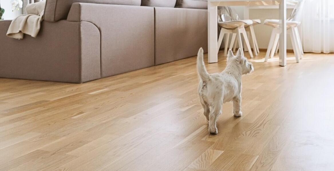 Wpływ przysmaków na poziom energii u aktywnych kotów