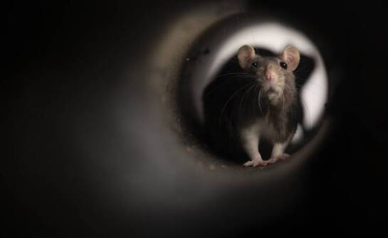 Kompleksowe podejście do deratyzacji w restauracjach i w kawiarniach