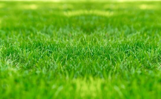 Jak mieszanka traw wpływa na trwałość i odporność trawnika?